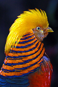 黄金野鸡条纹异国动物园羽毛鸟类情调野生动物热带动物图片