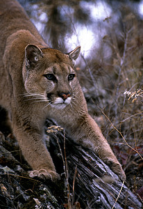 成年山狮捕食者活动荒野食肉猫科野生动物大猫野猫狮子颜色图片
