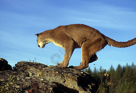 成年山狮成人狮子天际动物岩石颜色大猫动物群全身野猫图片