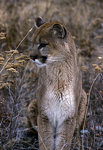 成年山狮活动捕食者猎人大猫成人狮子猛兽棕褐色岩石颜色图片