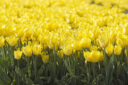 在荷兰有黄郁金香的春田花瓣生活花园植物晴天宏观季节场地生长投标图片