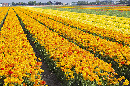 荷兰的彩色郁金牌字段植物场地晴天郁金香季节花园宏观生长栽培生活图片