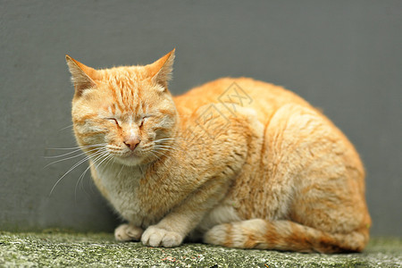 猫咪相机幼兽毛皮猫科动物白色宠物食肉小猫图片