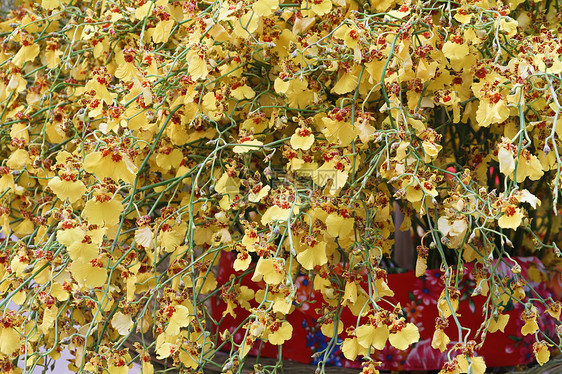 兰花花环境美丽花束杂交种异国跳舞植物热带植物群情调图片