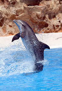 瓶鼻海豚展示鲸鱼水族馆荒野生物动物生活尾巴蓝色水池图片