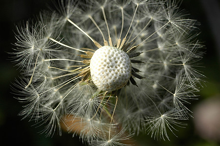 花层一朵花黑色白色雄蕊蒲公英背景图片