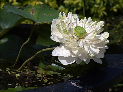 白莲荷花生长植物花粉花瓣热带池塘植物群百合水池图片