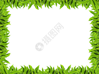 天然绿色绿叶框架墙纸花园草本植物植物植物学光合作用床单环境生长叶子图片