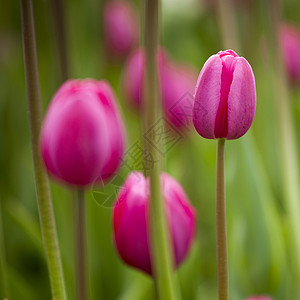 粉色郁金香季节季节性生长绿色花朵公园花园植物植物群花瓣图片