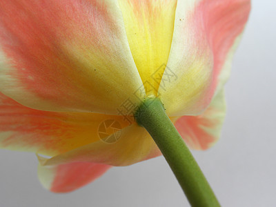 郁金花黄色环境花瓣绿色粉色植物白色郁金香花朵图片