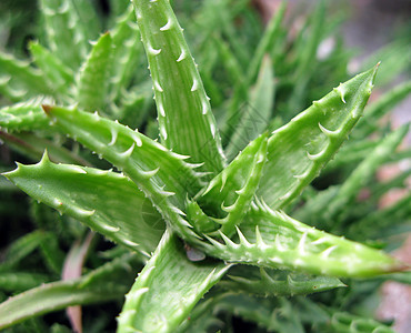 Aloe液化厂生长花园植被绿化芦荟海绵状植物学绿色多刺海绵图片
