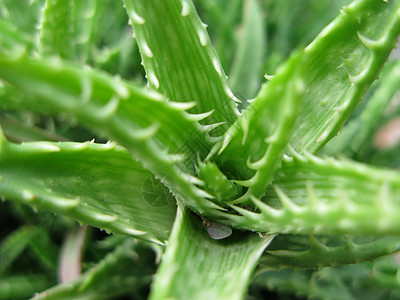 Aloe液化厂园艺旱生植物沙漠绿化芦荟海绵状花园多刺绿色化妆品图片