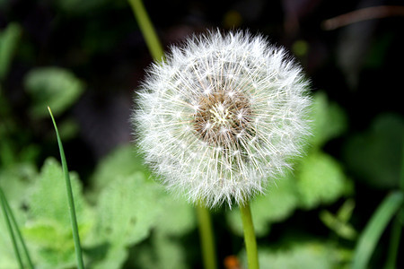 花层种子草地植物群宏观植物白色季节植物学图片