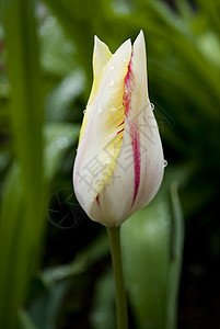 郁金tullip橙子花园生长园艺公园场地植物群季节叶子植物图片