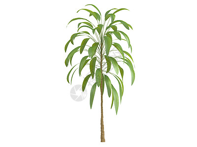 棕榈百合或科迪利植物群生态果皮生活叶柄阔叶热带棕榈白色叶子图片