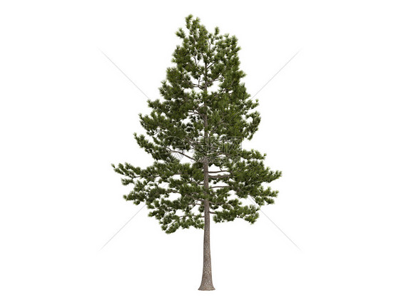 洛布洛利松或皮纳斯泰达组织环境树干针叶植物学火炬生态松树插图生活植物群图片