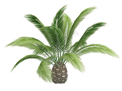 加内日期 棕榈或凤凰河绿色叶子热带植物群生活异国植物白色情调插图图片