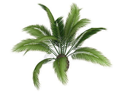 加内日期 棕榈或凤凰河生态生活白色木头植物群环境植物学树干美丽热带图片
