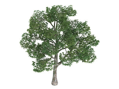 普拉塔内或普拉塔努斯植物环境生活叶子植物群木材插图生态梧桐木头图片