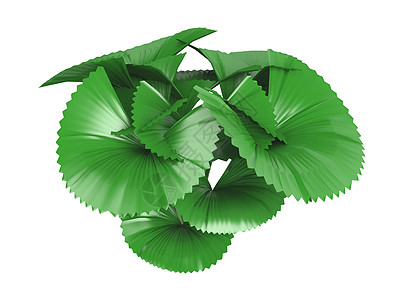 parasol 棕榈或利库阿拉或双眼热带生活生态多叶白色美丽叶子绿色植物群植物图片