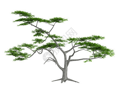 Acacia 或 Acacia 收缩插图植物生态环境果皮美丽叶子植物群木头木材图片