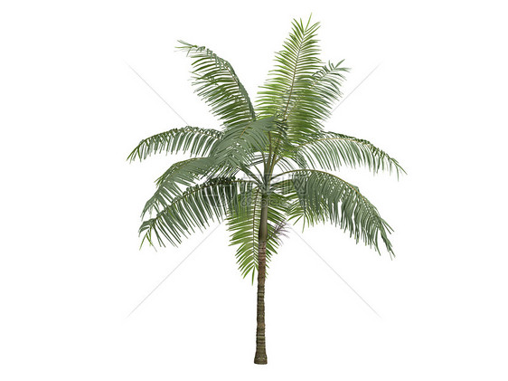 棕榈公主或专辑植物群叶子热带生态生活植物木材环境木头树干图片