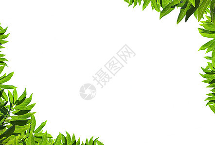 天然绿色绿叶框架环境花园光合作用生态床单叶子宏观草本植物墙纸生长图片