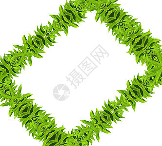 天然绿色绿叶框架花园植物生态枝条床单草本植物墙纸宏观环境叶子图片