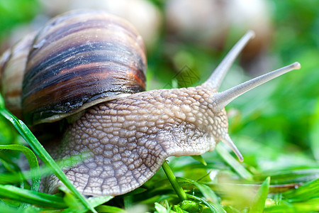 在绿草上吃蜗牛速度场地园艺鼻涕虫生活绿色软体房子动物植物图片