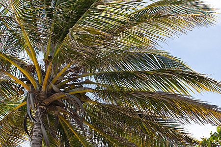 热带椰椰子棕榈树椰子可可叶子假期天堂植物群树干气候分支机构风景图片