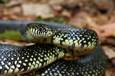 黑色Kingsnake生态环境叶子疱疹科学惊吓动物爬虫灯带生物图片