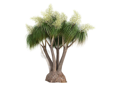 棕榈马尾或诺林娜植物群生态插图花园反曲情调环境异国亚热带植物图片