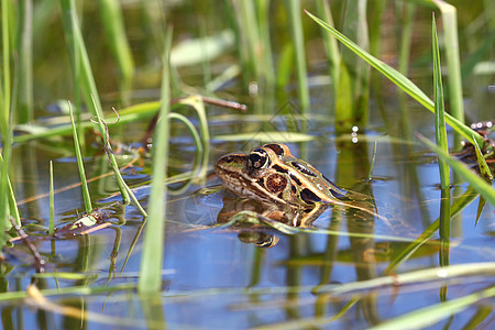 北豹蛙科学野生动物动物疱疹生物林蛙小动物生物学生活环境图片