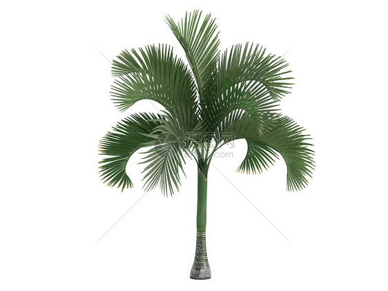 棕榈或天花巨猿木头丛林生活树干环境生态植物群亚热带异国热带图片