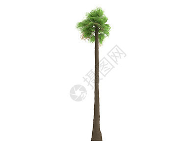 沙漠扇形棕榈或植物插图树干生态叶子生活植物群环境木头扇子图片