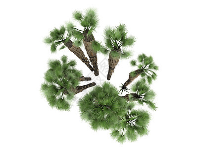 欧洲粉红棕榈或查美罗棕榈情调环境植物植物群木头生活树干叶子花园图片