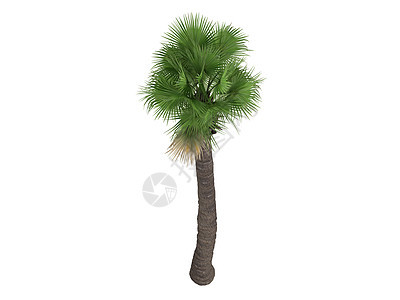 沙漠扇形棕榈或叶子环境树干插图棉布生态生活植物群木头植物图片