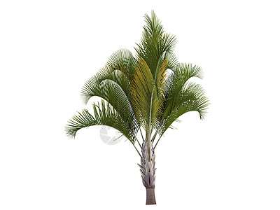 三角形棕榈或丁环十二烯酸叶子花园热带木头亚热带丛林插图环境植物植物群图片