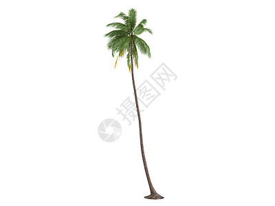 椰子或椰子菌核桃属生活天堂生态棕榈植物亚热带木头可可植物群图片