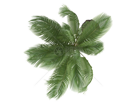 椰子或椰子菌生活环境木头异国插图可可亚热带植物群情调天堂图片