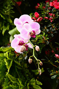 兰花植物花园图片