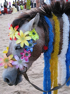 普里海滩的驴动物装饰图片
