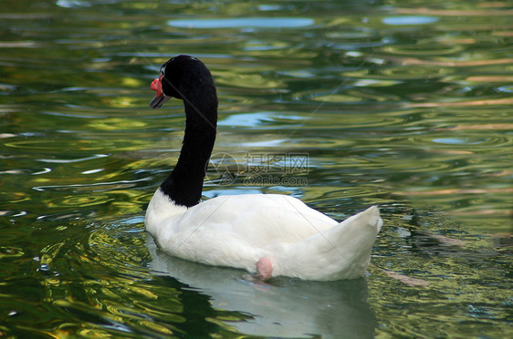 白黑黑色颈颈西格努斯天鹅鸟脖子白色动物园动物鸟舍水禽池塘游泳家禽图片