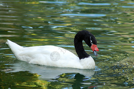 白黑黑色颈颈西格努斯天鹅鸟家禽动物园池塘动物白色鸟舍脖子游泳水禽图片