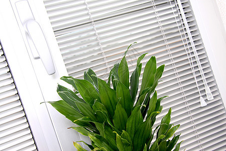 水平百叶窗条纹窗户办公室白色阳光窗帘塑料阴影房间孤独图片
