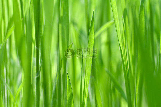 青绿新绿草草地刀片植物场地生长环境叶子宏观图片