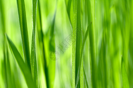 青绿新绿草植物草地叶子环境刀片宏观场地生长图片