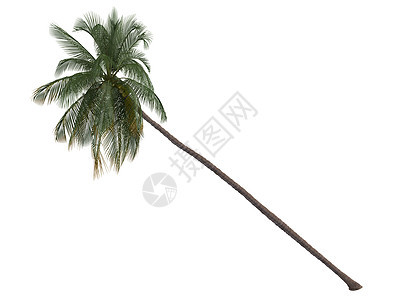 椰子或椰子菌核桃属情调天堂插图叶子棕榈环境生态植物群亚热带图片
