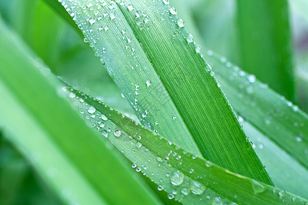 有草的滴子场地生长植物宏观草地刀片环境叶子图片