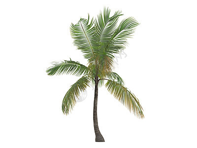 椰子或椰子菌可可叶子插图亚热带情调生态异国核桃属生活树干图片